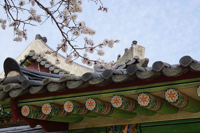 韓国の春の風景