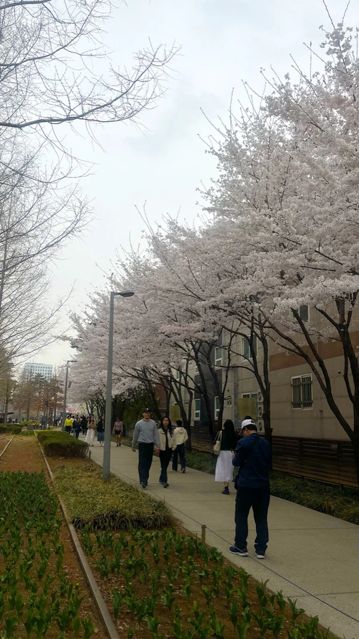 4月中旬のソウルの桜並木