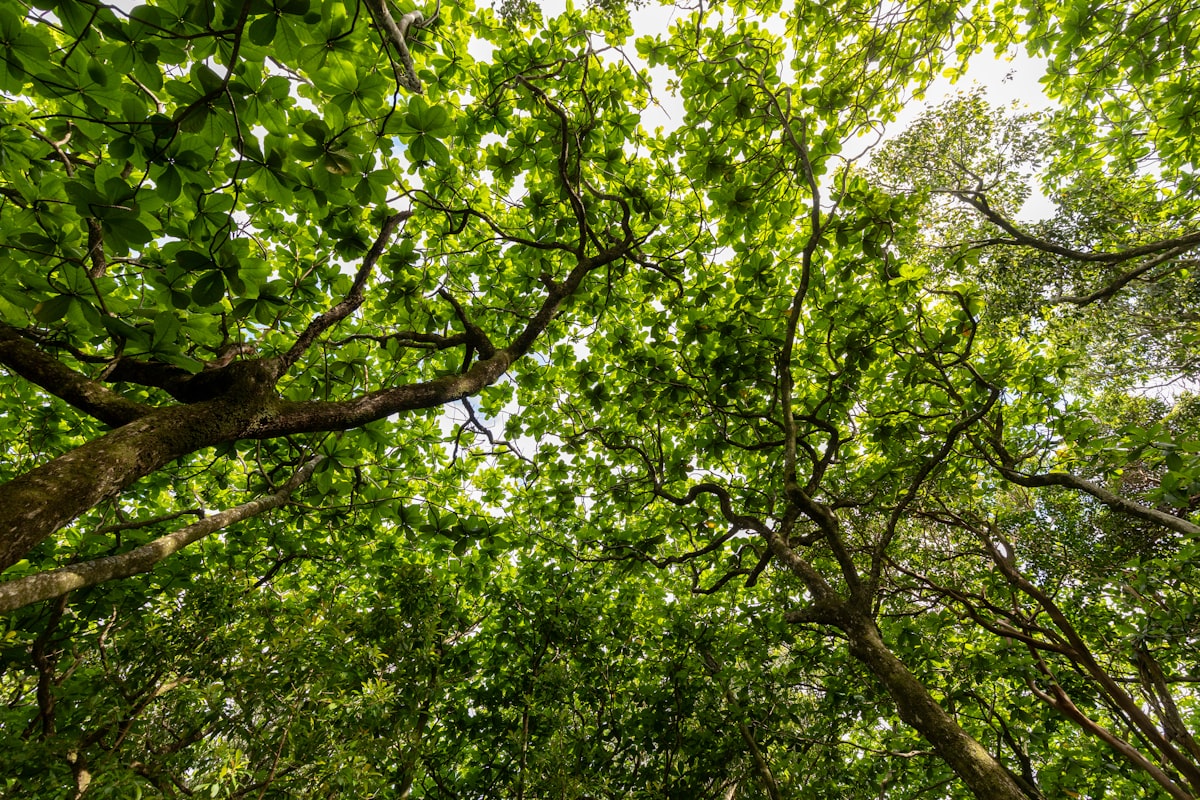 ハワイの自然と穴場スポット