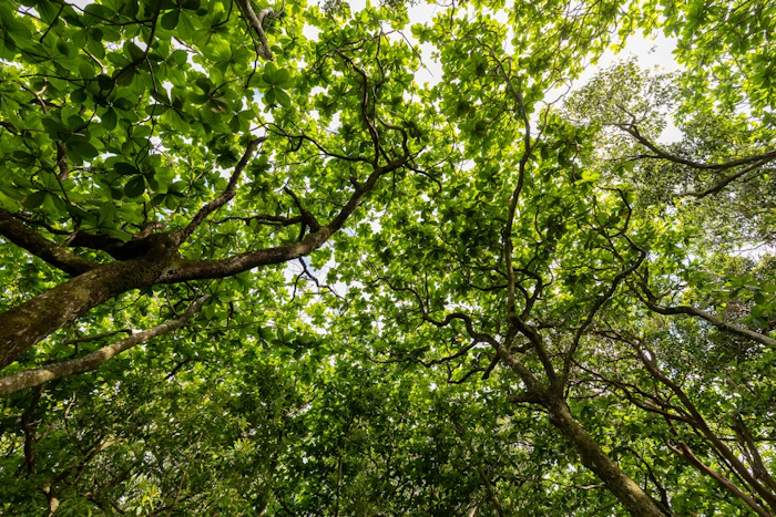 ハワイの自然と穴場スポット