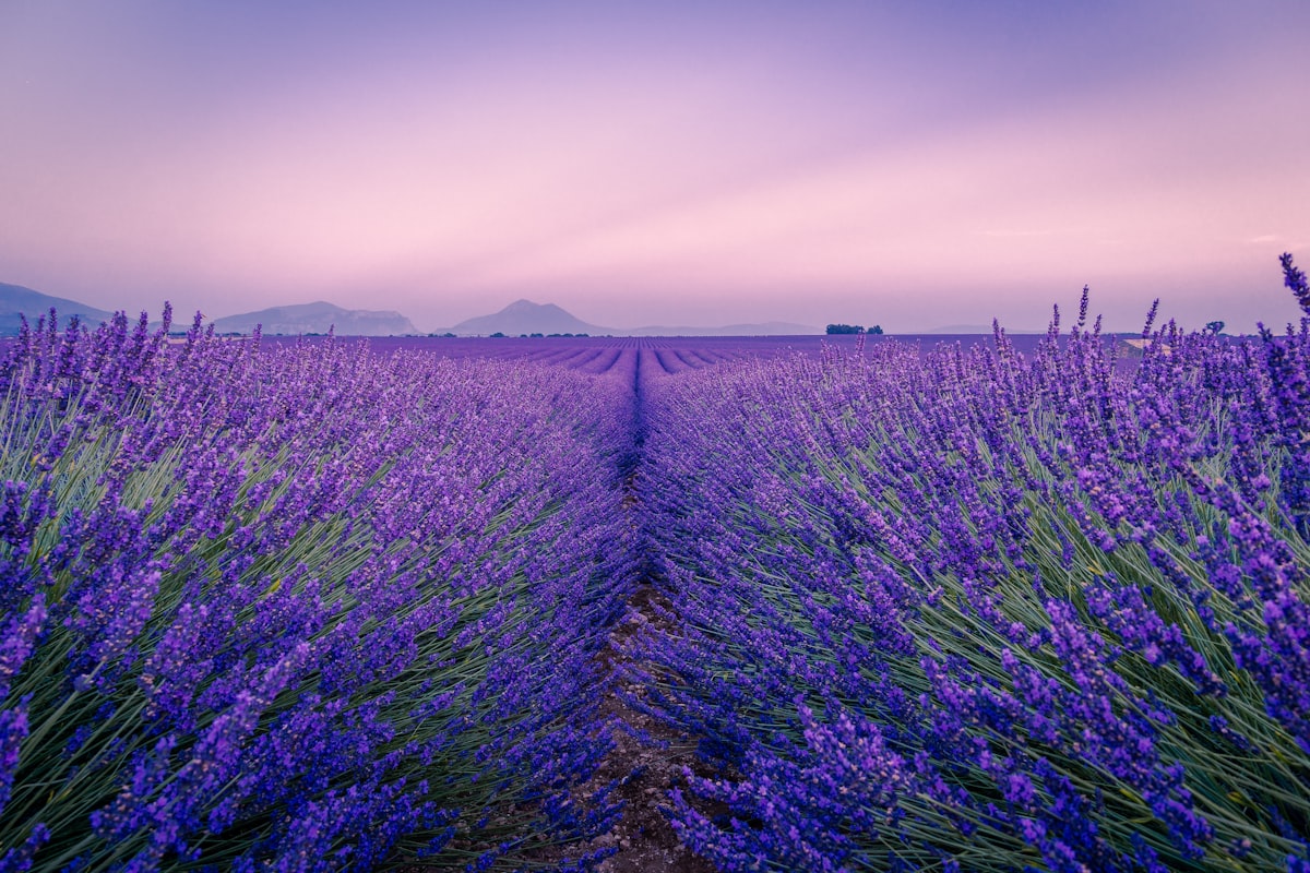 南フランスの風景