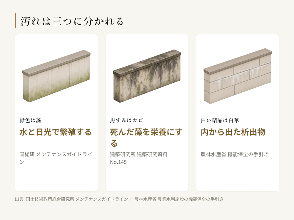 緑は藻、黒ずみは死んだ藻に生えたカビ、白く浮くのは白華。白華は水の移動に関係するとされる。