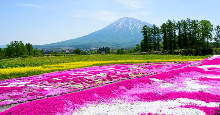 ニセコ グリーンシーズンの風景