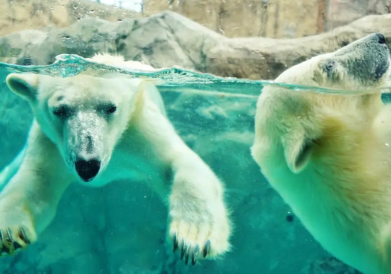 【夏の北海道】旭山動物園で動物たちとのふれあい体験