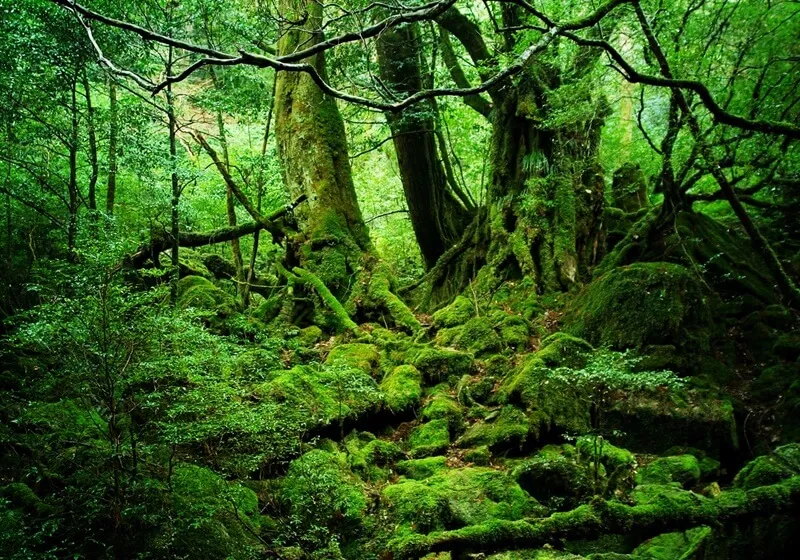 鹿児島県 屋久島の風景