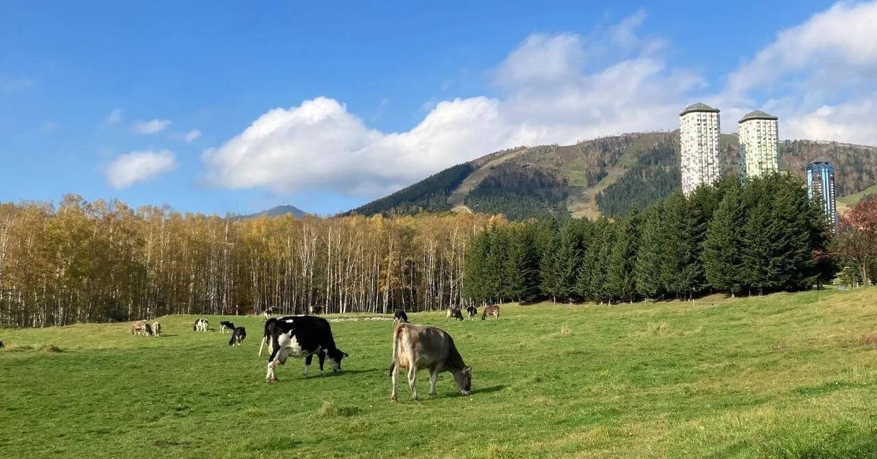ゲレンデに近いほど、毎日が濃くなる｜麺屋 竹蔵（北海道・トマム）で働いたリゾートバイト体験談