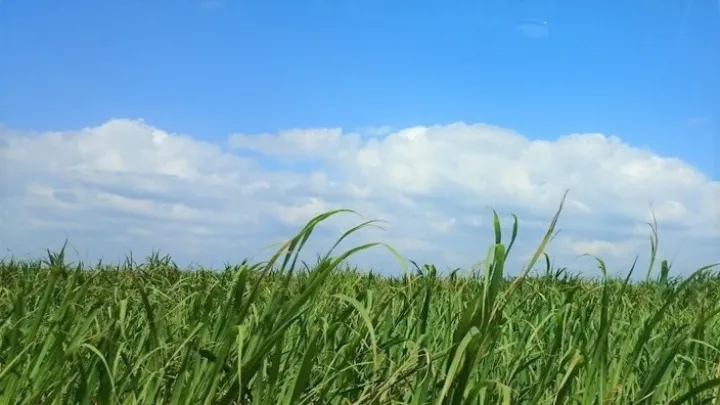 沖縄県 サトウキビ畑