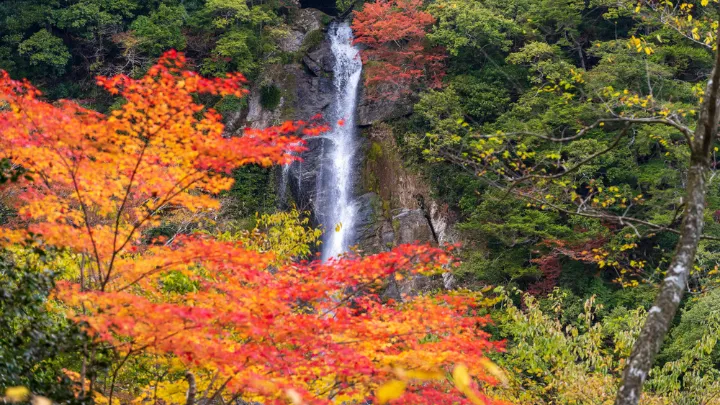 五家荘 せんだん轟の滝