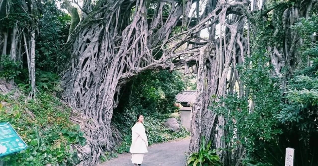 死ぬまでに行きたかった島で、暮らすように働いた｜縄文の宿 まんてん（鹿児島県・屋久島）で働いたリゾートバイト体験談