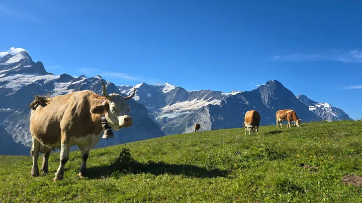 スイス グリンデルワルトの景色1