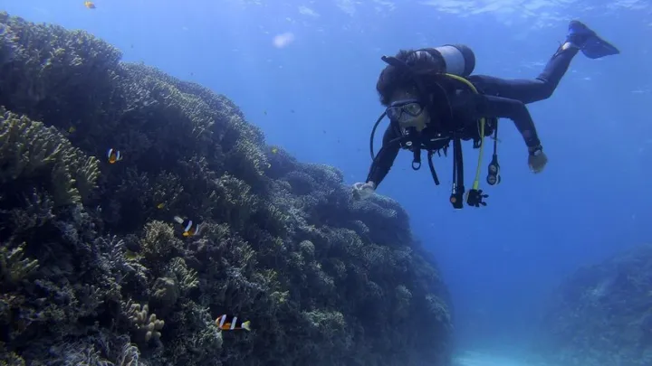 マリンアクティビティ ダイビングの様子