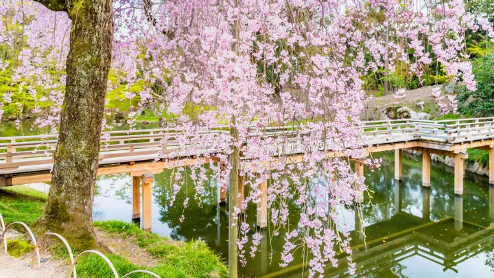 岡山県 後楽園 春の様子