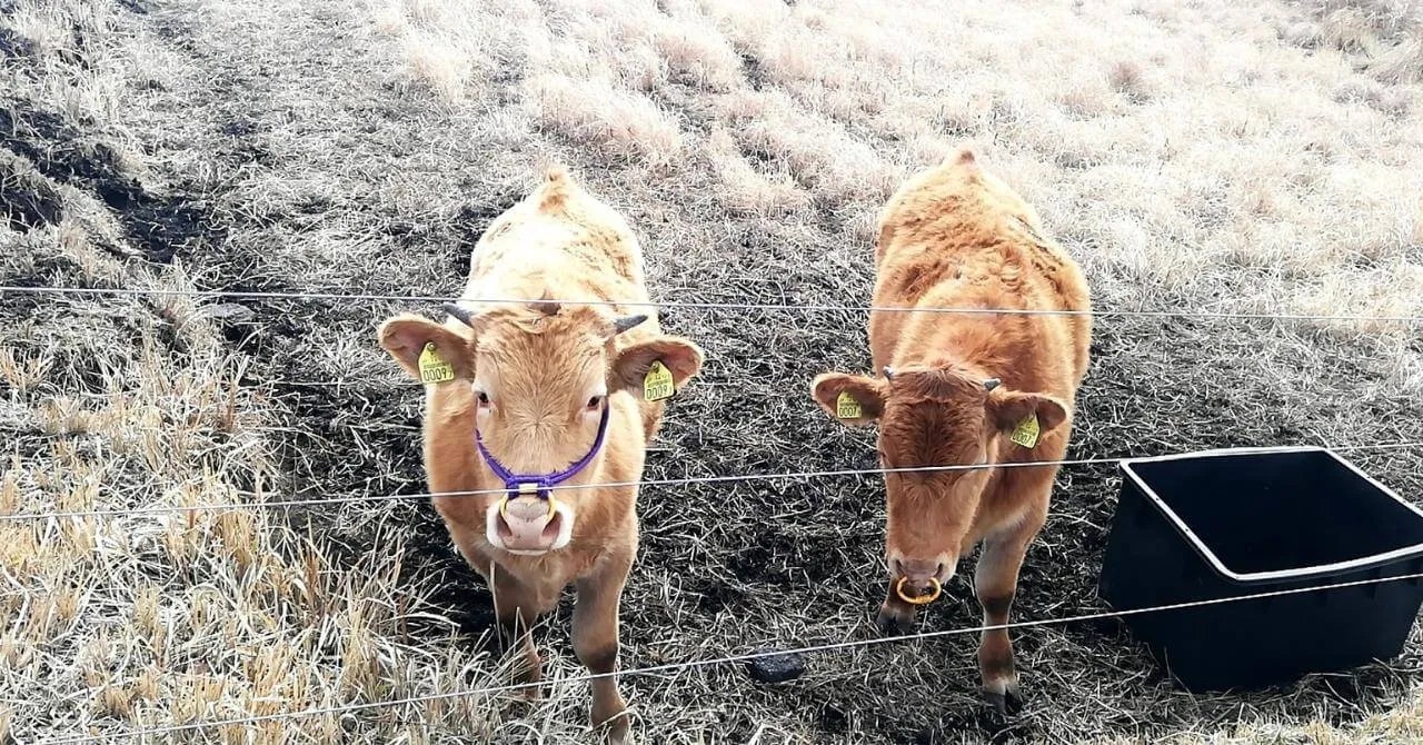 現実から少し離れて、自分と向き合った｜やまびこ旅館（熊本県・黒川温泉）で働いたリゾートバイト体験談