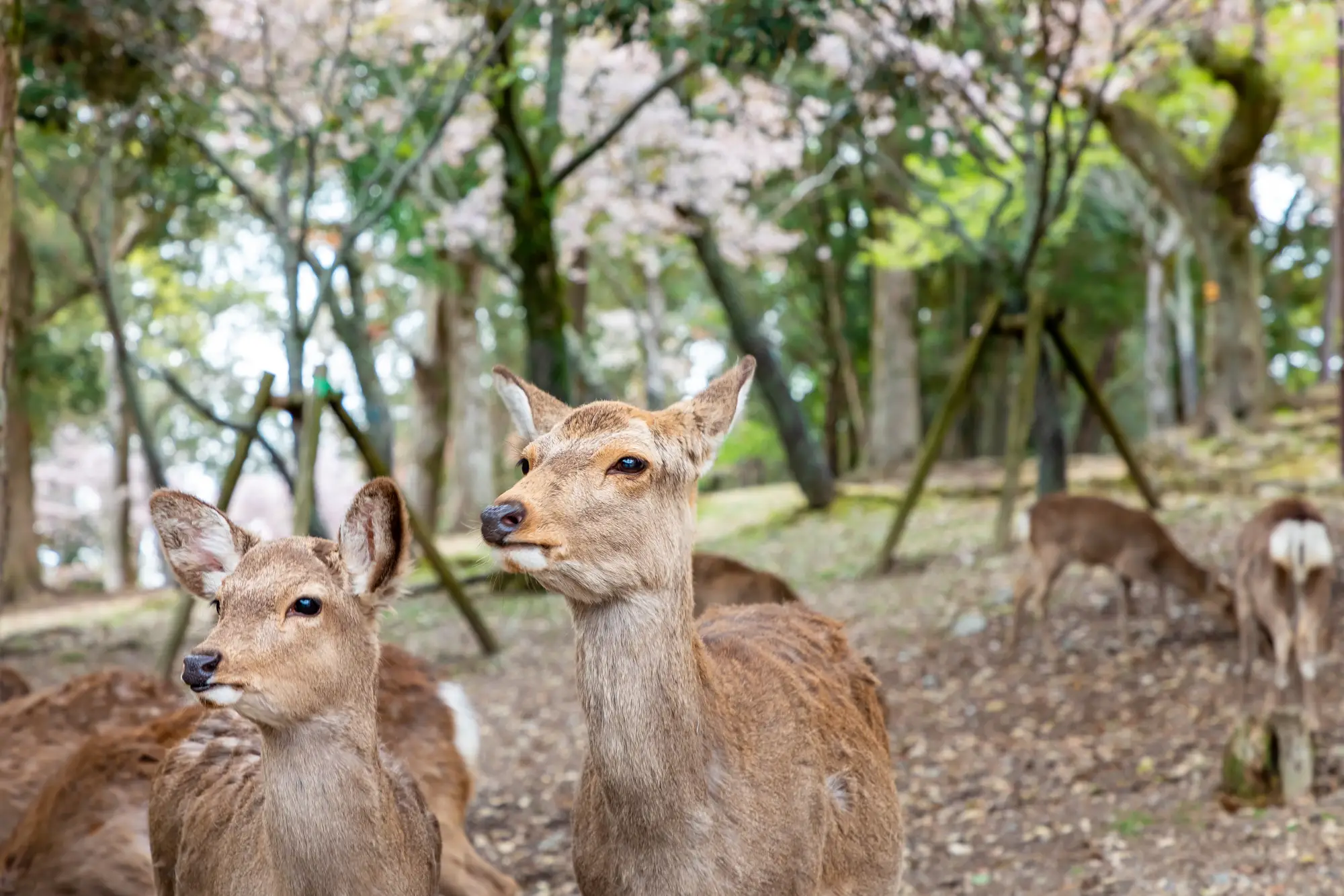 奈良県の見どころ写真