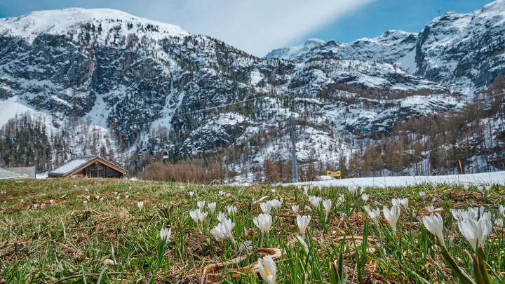 スイス エーデルワイスが咲いた様子