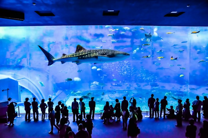 沖縄県 美ら海水族館