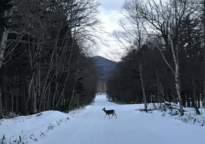 北海道で暮らすことで見れる景色 イメージ