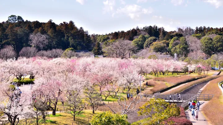 偕楽園 梅林の様子