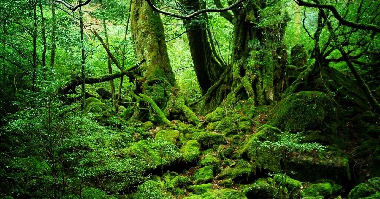 屋久島のリゾートバイト特集