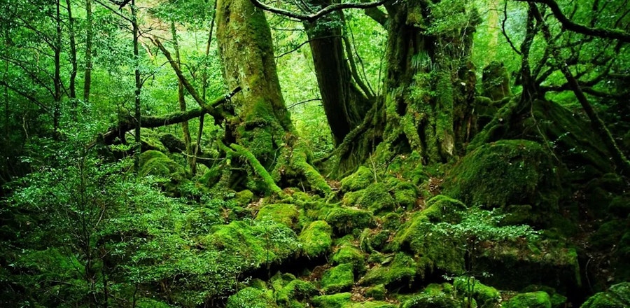 屋久島のリゾートバイト特集