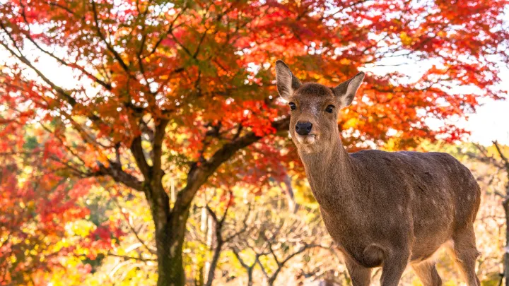 奈良公園