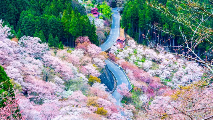 吉野山 桜の景色