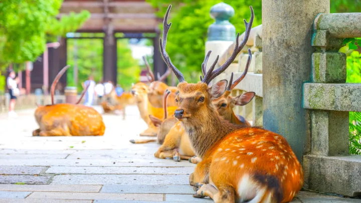 奈良公園の鹿