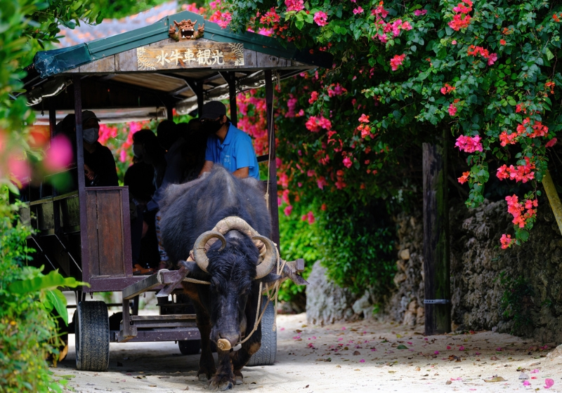 年間行事で“島の文化”に触れるチャンスも