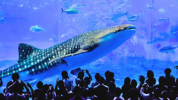 沖縄県 美ら海水族館