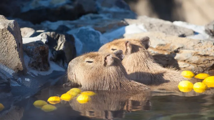 東伊豆の見どころ