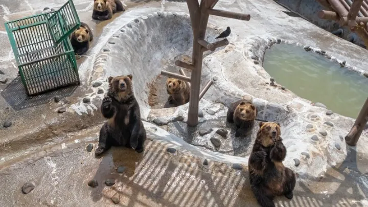 登別温泉 クマ牧場