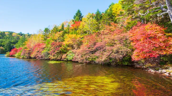 白駒池 紅葉の景色
