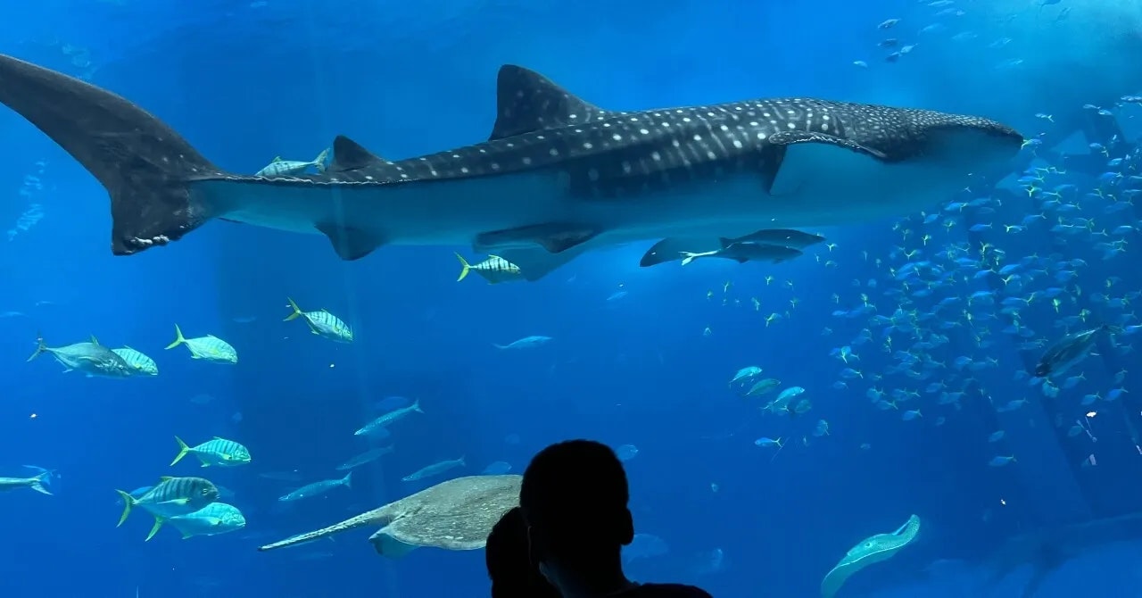 変化を求めて踏み出した、南国での日々｜ホテルモントレ沖縄スパ＆リゾート（沖縄県・恩納村）で働いたリゾートバイト体験談