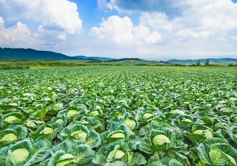 高原野菜の畑
