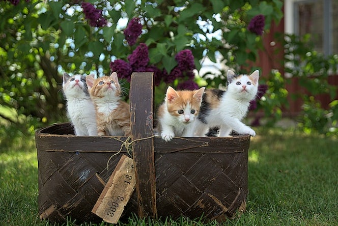 シェアハウスでも猫が飼える？ペット可シェアハウスの魅力やオススメ物件をご紹介！