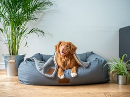 ペット可の賃貸初期費用は高くなる？出費を抑える方法と探し方のコツを解説！