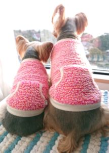 姉妹犬