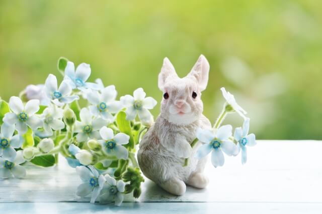 うさぎの突然死とは 原因になるさまざまな病気とその予防法について ペトリィ 小さな家族のセレモニー