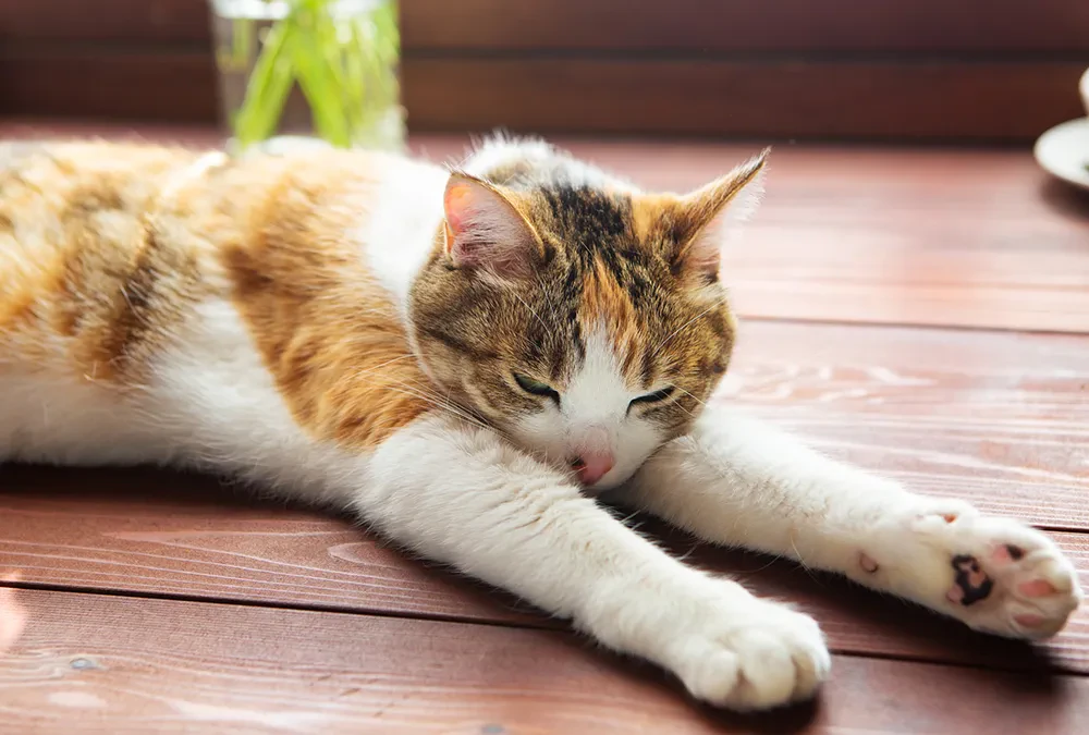 猫の肝不全 余命に関わる症状や その原因 治療法について解説 ペトリィ 小さな家族のセレモニー