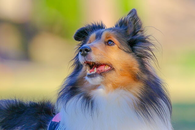 老犬の最期を看取るための心構え お別れの時に飼い主ができること 準備するもの ペトリィ 小さな家族のセレモニー