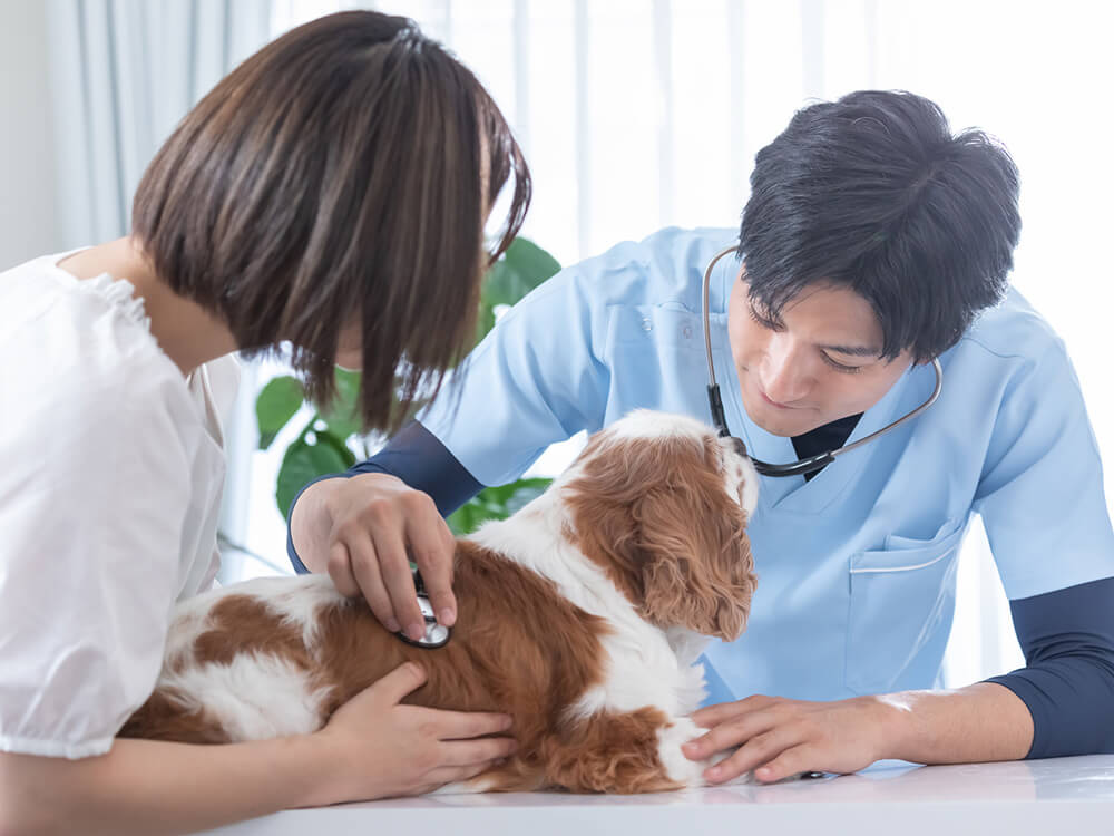 犬の突然死はなぜ起こる 原因となる疾患と 飼い主にできる予防方法 ペトリィ 小さな家族のセレモニー