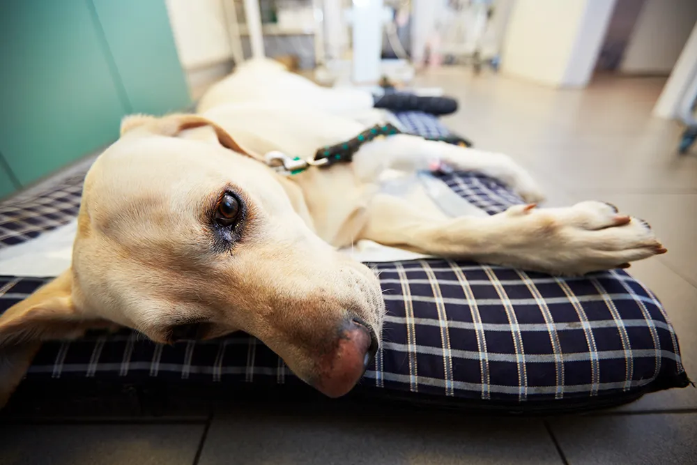 犬のフィラリア症 症状末期では命に関わる場合も 予防や治療を解説 ペトリィ 小さな家族のセレモニー