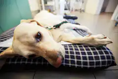 犬のフィラリア症 症状末期では命に関わる場合も 予防や治療を解説 ペトリィ 小さな家族のセレモニー 犬のフィラリア症 症状末期では命に関わる場合も 予防や治療を解説 ペトリィ 小さな家族のセレモニー