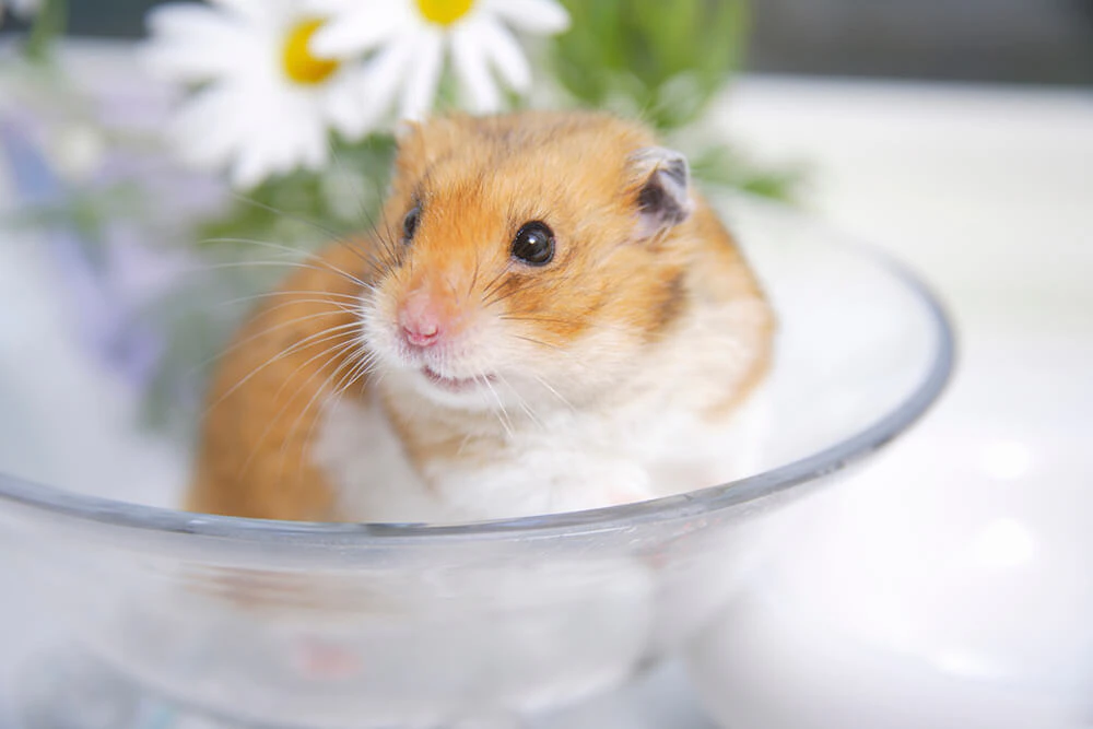 ハムスターが亡くなったら 埋葬方法を詳しく解説 ペトリィ 小さな家族のセレモニー