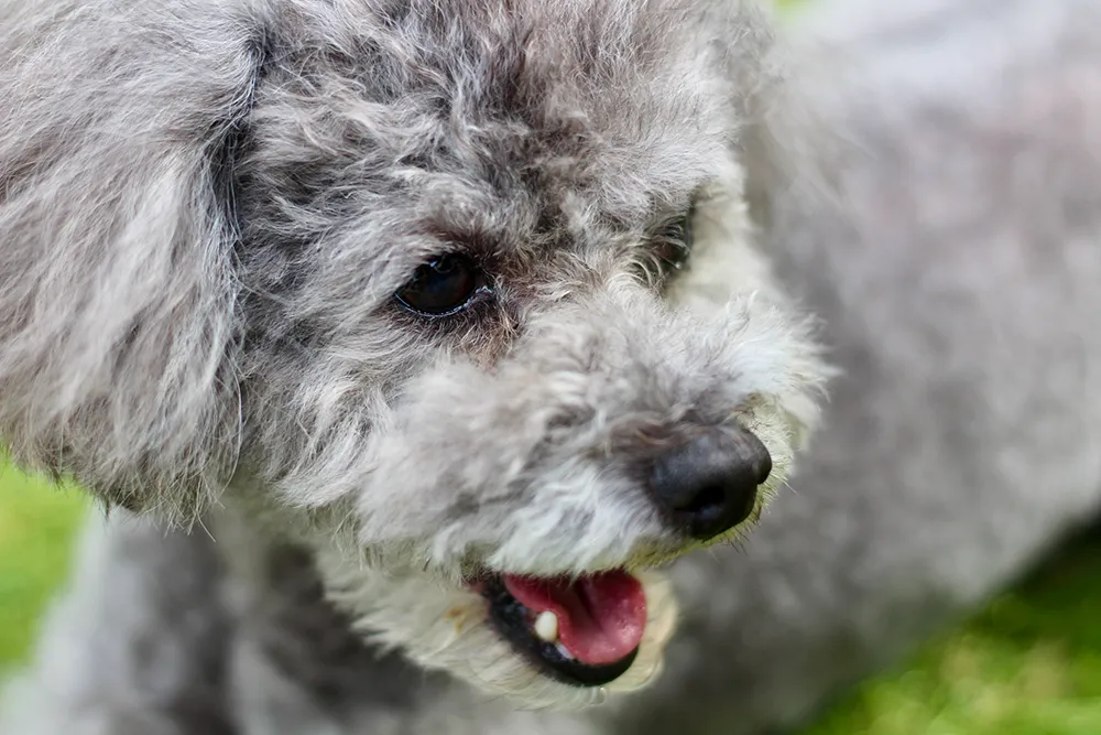 犬の気管虚脱死 窒息やqolの低下を引き起こす疾患の治療法や症状 ペトリィ 小さな家族のセレモニー