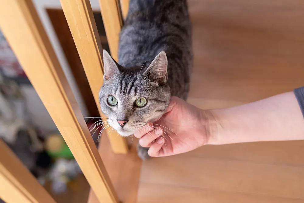 猫の甲状腺機能亢進症 高齢猫の余命をさらに短くする疾患の症状や治療法 ペトリィ 小さな家族のセレモニー