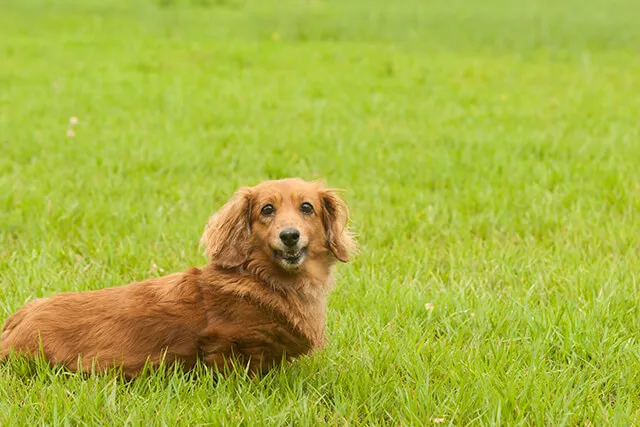 犬が死んだら埋めて平気 土葬方法と注意点 集合住宅での供養を解説 ペトリィ 小さな家族のセレモニー