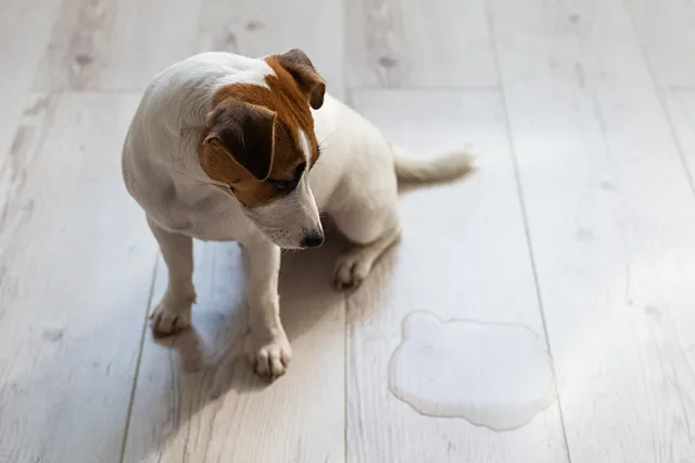 犬が水をよく飲むときの原因は 考えられる病気の可能性を解説 ペトリィ 小さな家族のセレモニー