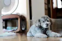 犬のフィラリア症 症状末期では命に関わる場合も 予防や治療を解説 ペトリィ 小さな家族のセレモニー 犬のフィラリア症 症状末期では命に関わる場合も 予防や治療を解説 ペトリィ 小さな家族のセレモニー