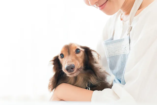 犬に黒色タール便や血便がみられたときの余命 原因疾患について ペトリィ 小さな家族のセレモニー